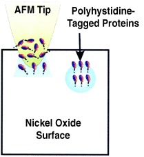 Bioactive Protein Nanoarrays on Nickel Oxide Surfaces Formed by Dip-Pen Nanolithography