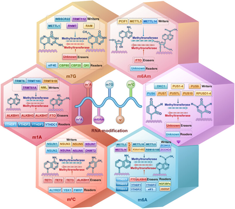 Critical roles and clinical perspectives of RNA methylation in cancer