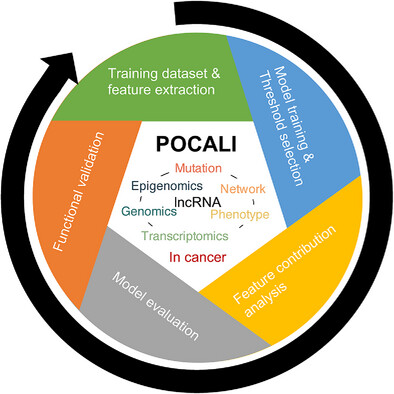 POCALI: Prediction and Insight on CAncer LncRNAs by Integrating Multi-Omics Data with Machine Learning