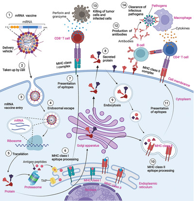 mRNA vaccines in the prevention and treatment of diseases