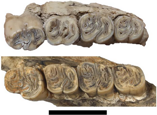 Details are in the caption following the image