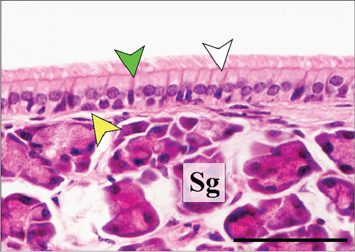 Details are in the caption following the image Details are in the caption following the image