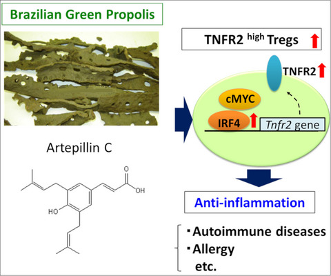Brazilian green propolis promotes TNFR2 expression on regulatory T cells