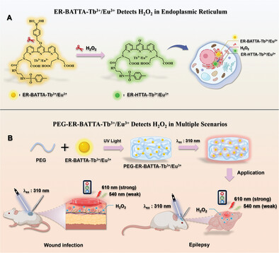 A Ratiometric Time-Gated Luminescence Probe for Imaging H2O2 in Endoplasmic Reticulum of Living Cells and Its Application to Smartphone-Guided Bioimaging