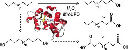 From Alkanes to Carboxylic Acids: Terminal Oxygenation by a Fungal Peroxygenase