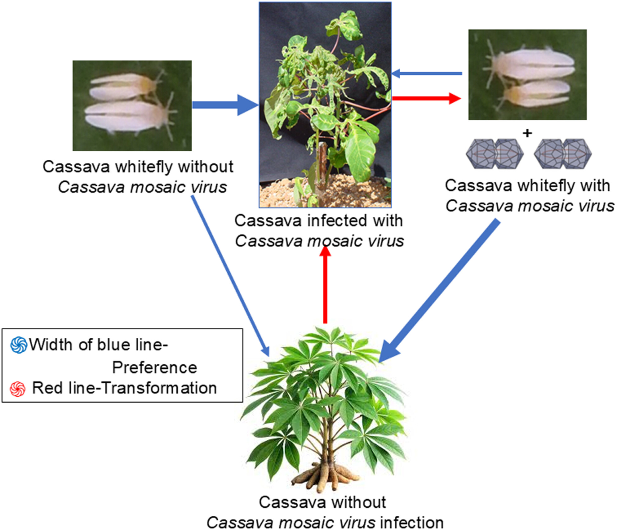 Behavioural and physiological responses of whitefly, Bemisia tabaci, to virus infection in cassava (Manihot esculenta) Issue ,