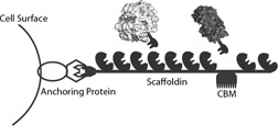 Current Developments in Cellulase Engineering