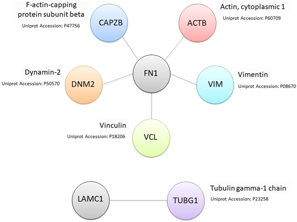 Homogentisic acid induces cytoskeleton and extracellular matrix alteration in alkaptonuric cartilage