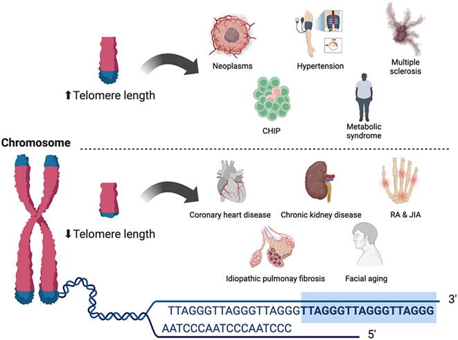 Association between genetically determined telomere length and health-related outcomes: A systematic review and meta-analysis of Mendelian randomization studies