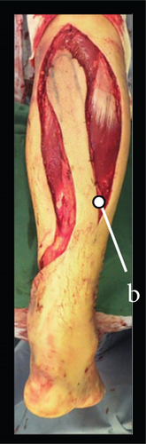 Details are in the caption following the image Details are in the caption following the image
