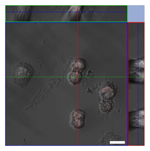 Details are in the caption following the image