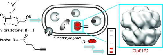 Vibralactone as a Tool to Study the Activity and Structure of the ClpP1P2 Complex from Listeria monocytogenes