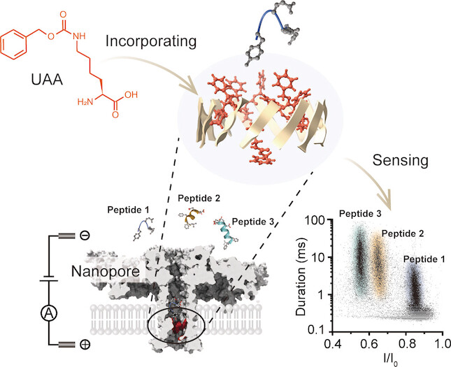 Controlled Genetic Encoding of Unnatural Amino Acids in a Protein Nanopore