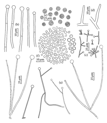 Details are in the caption following the image