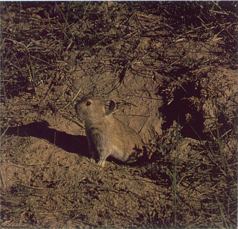 Life-history traits and fitness of plateau pika (Ochotona curzoniae) in alpine meadow ecosystem