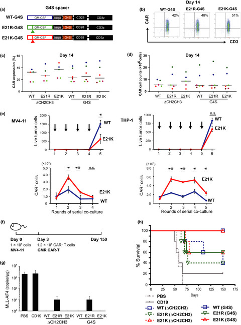 Mutated GM-CSF-based CAR-T cells targeting CD116/CD131 complexes exhibit enhanced anti-tumor effects against acute myeloid leukaemia