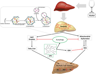 The Preventative Effects of Procyanidin on Binge Ethanol-Induced Lipid Accumulation and ROS Overproduction via the Promotion of Hepatic Autophagy