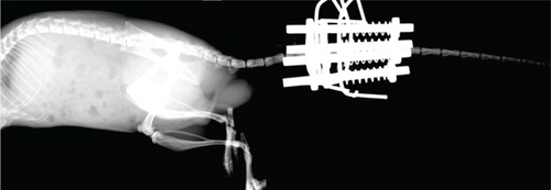 Details are in the caption following the image Details are in the caption following the image
