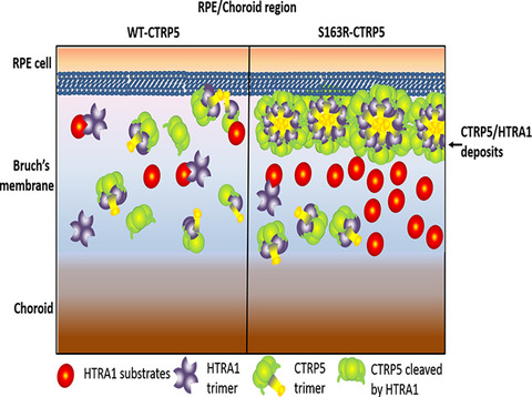 Late-onset retinal degeneration pathology due to mutations in CTRP5 is mediated through HTRA1