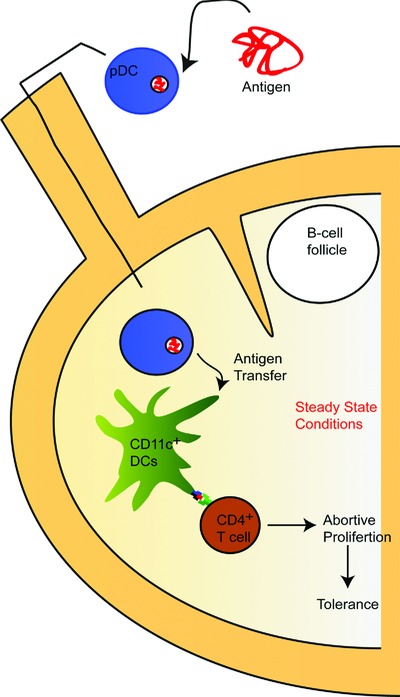 Plasmacytoid dendritic cells induce tolerance predominantly by cargoing antigen to lymph nodes
