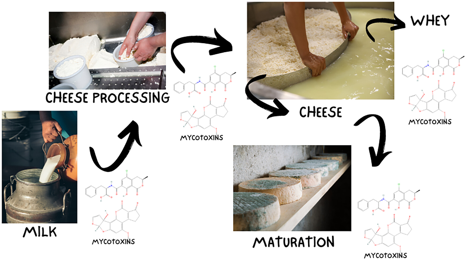 Distribution of mycotoxins during manufacture and storage of cheeses – A review