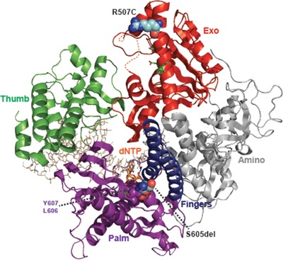 POLD1 Germline Mutations in Patients Initially Diagnosed with Werner Syndrome