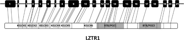Comparison of the frequency of loss-of-function LZTR1 variants between schwannomatosis patients and the general population