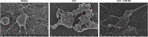 Details are in the caption following the image Details are in the caption following the image