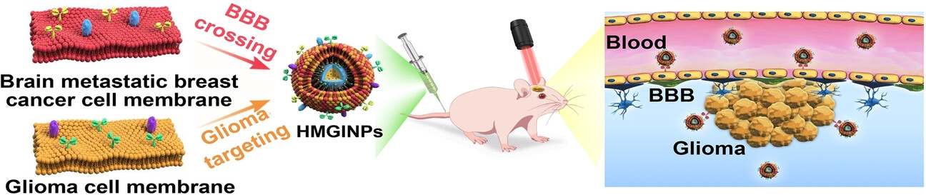 Biomimetic Nanocomposites Camouflaged with Hybrid Cell Membranes for Accurate Therapy of Early-Stage Glioma