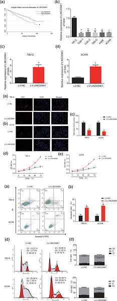 LINC00961 restrains cancer progression via modulating epithelial–mesenchymal transition in renal cell carcinoma