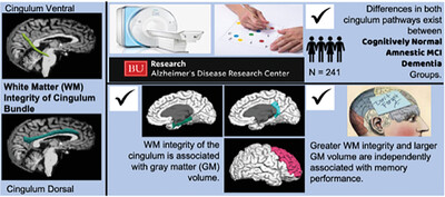 Associations between white matter integrity of the cingulum bundle, surrounding gray matter regions, and cognition across the dementia continuum