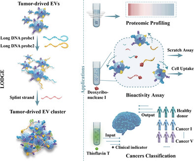 Simple and Rapid Tumor EV Enrichment Enabled by Long DNA Probe-Guided Entanglement