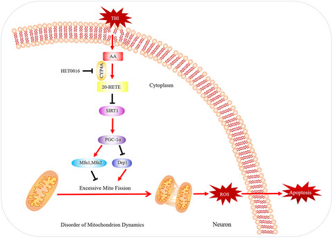 20-HETE synthesis inhibition attenuates traumatic brain injury–induced mitochondrial dysfunction and neuronal apoptosis via the SIRT1/PGC-1α pathway: A translational study