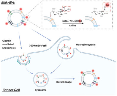 Glycan-Anchored Fluorescence Labeling of Milk-Derived Extracellular Vesicles for Investigating Their Cellular Uptake and Intracellular Fate