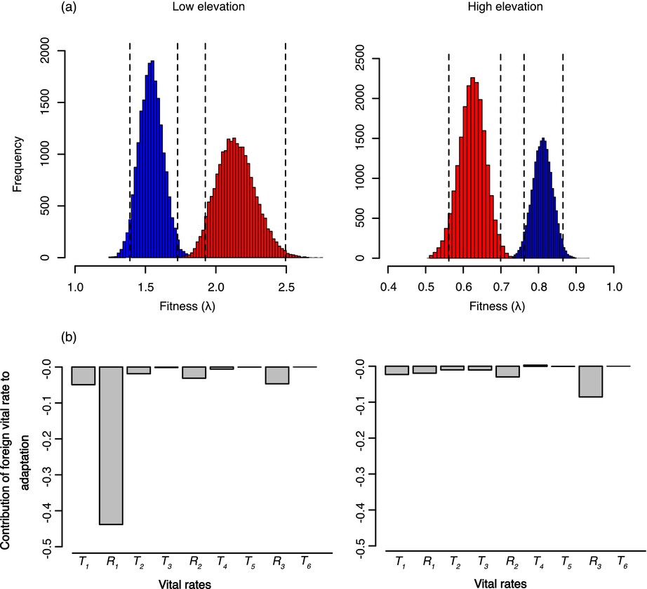 Early Life History Divergence Mediates Elevational Adaptation in a Perennial Alpine Plant