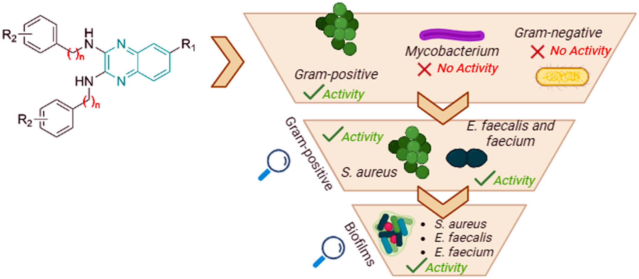 Compounds Containing 2,3-Bis(phenylamino) Quinoxaline Exhibit Activity Against Methicillin-Resistant Staphylococcus aureus, Enterococcus faecalis, and Their Biofilms