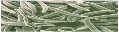 Enhanced Removal of Cu(II) and Pb(II) from Aqueous Solutions by Pretreated Biomass of Fusarium Solani