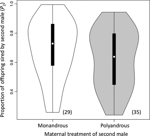 No support for the sexy-sperm hypothesis in the seed beetle: Sons of monandrous females fare better in post-copulatory competition