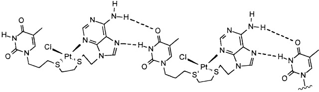 Self-Complementary Metal Complexes Containing a DNA Base Pair