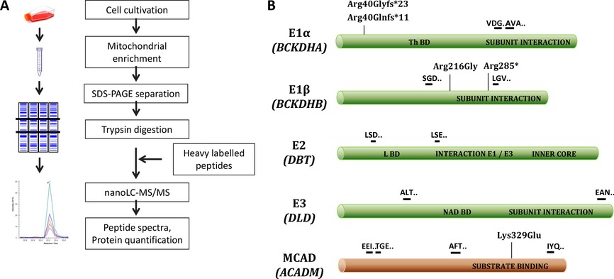 Selected reaction monitoring as an effective method for reliable quantification of disease-associated proteins in maple syrup urine disease