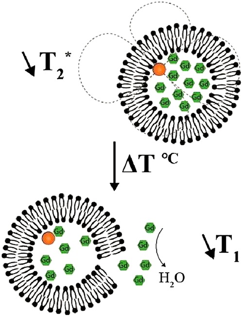MRI monitoring of nanocarrier accumulation and release using Gadolinium-SPIO co-labelled thermosensitive liposomes