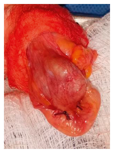 Details are in the caption following the image Details are in the caption following the image