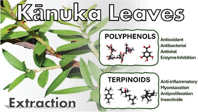 Biological Efficiency of Kunzea ericoides Based On Bioactive Compounds and Impact of Extraction