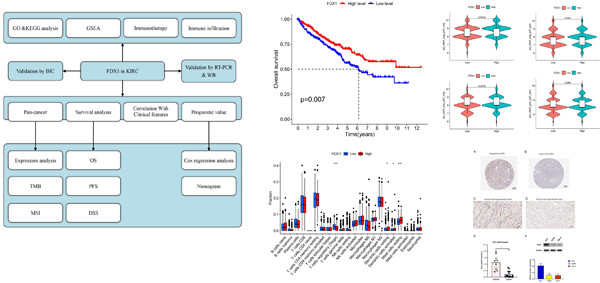 Ferredoxin 1, the key regulator of cuproptosis, was associated with prognosis and immune cell infiltration in clear cell renal cell carcinoma