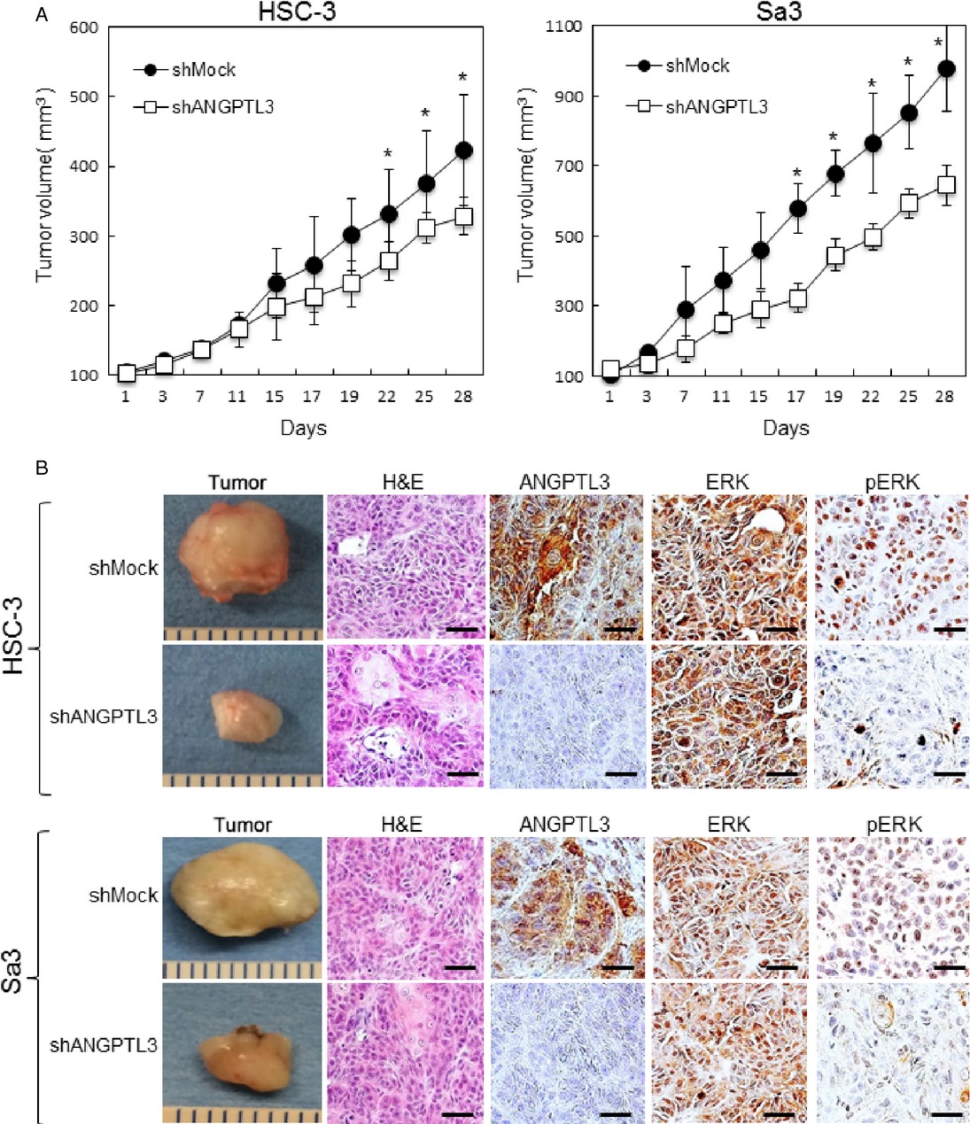 ANGPTL3 is a novel biomarker as it activates ERK/MAPK pathway in oral cancer