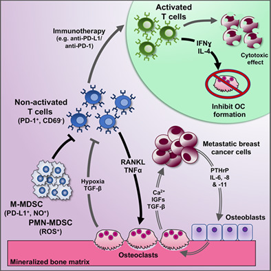 Bone Microenvironment-Suppressed T Cells Increase Osteoclast Formation and Osteolytic Bone Metastases in Mice