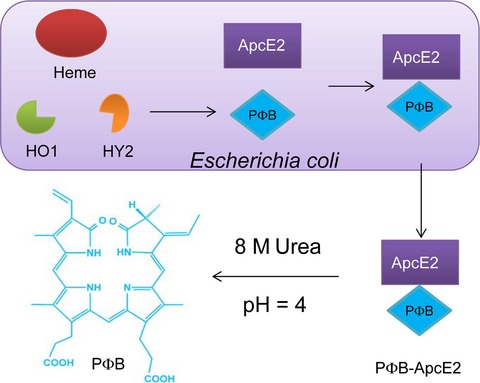 A Simple Preparation Method for Phytochromobilin