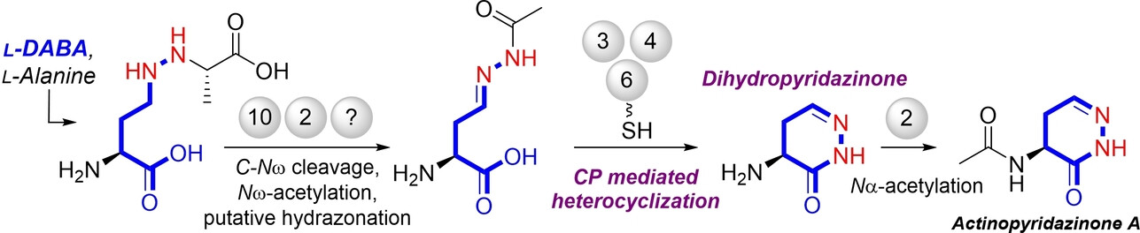Carrier Protein Mediated Formation of the Dihydropyridazinone Ring in Actinopyridazinone Biosynthesis