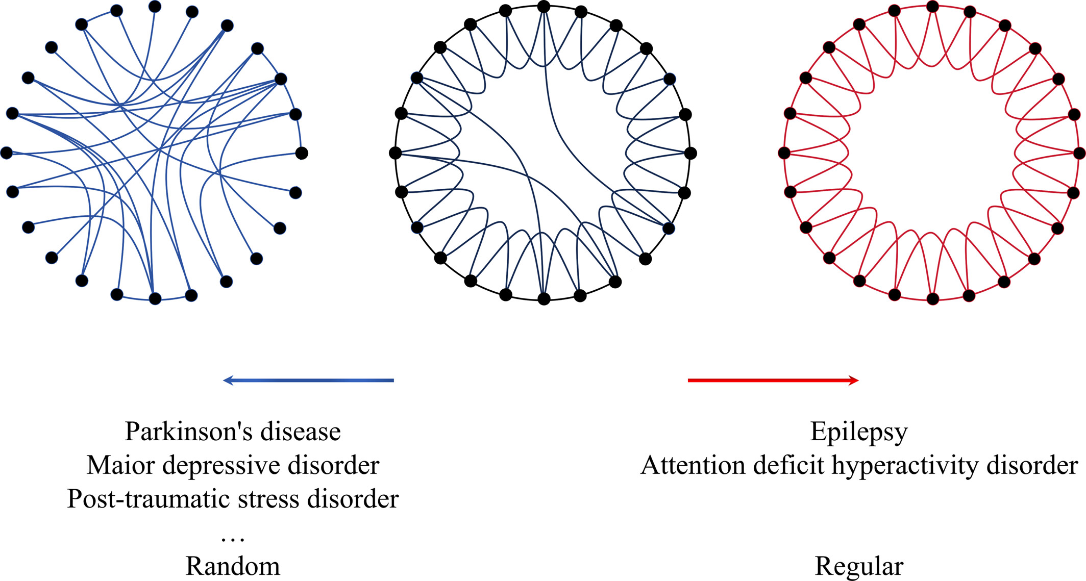 Small-world network and neuroscience