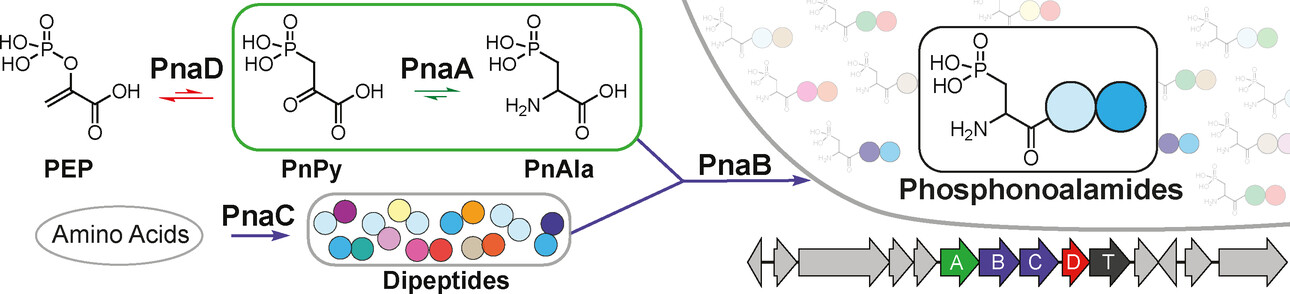 Phosphonoalamides Reveal the Biosynthetic Origin of Phosphonoalanine Natural Products and a Convergent Pathway for Their Diversification